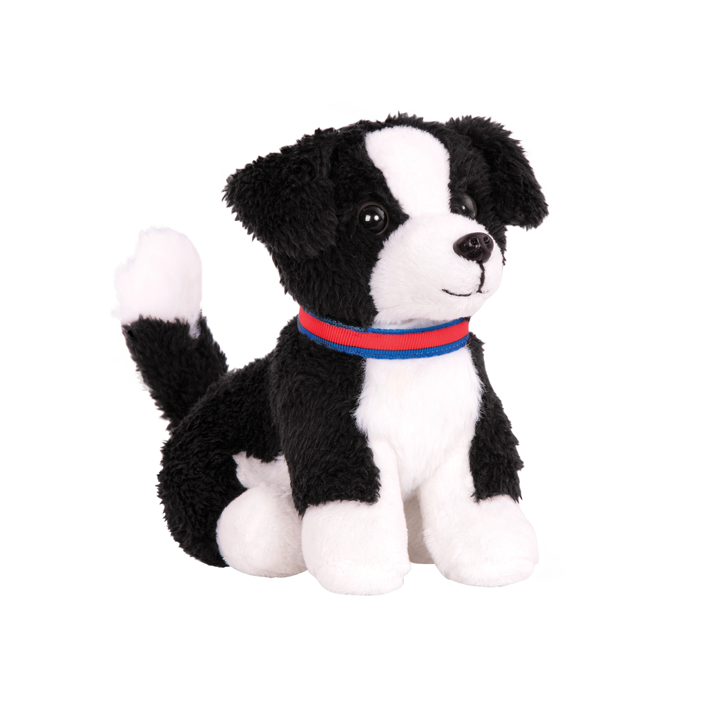 Border Collie Pup