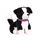 Border Collie Pup