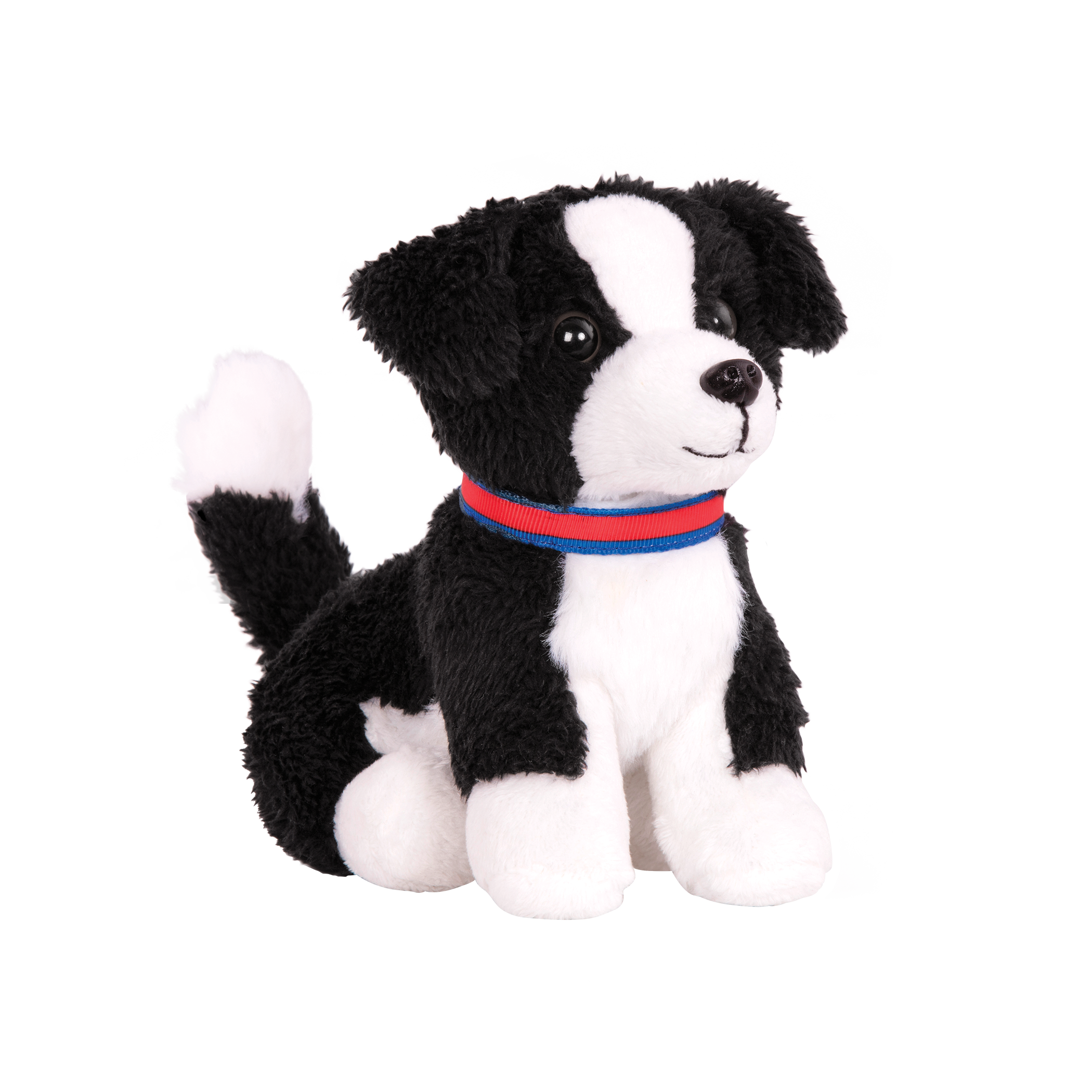 Border Collie Pup