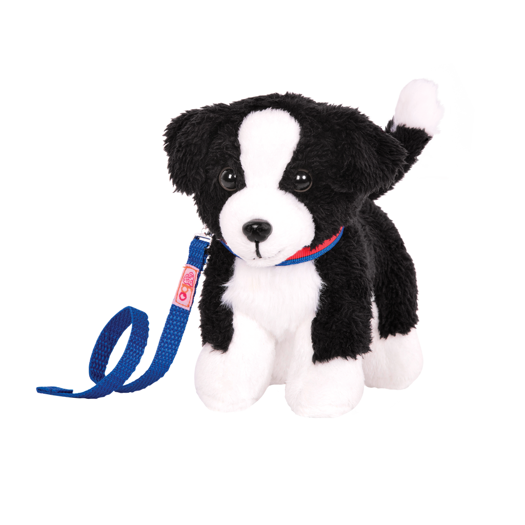 Border Collie Pup