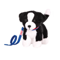 Border Collie Pup