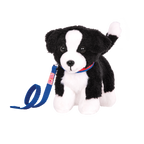 Border Collie Pup