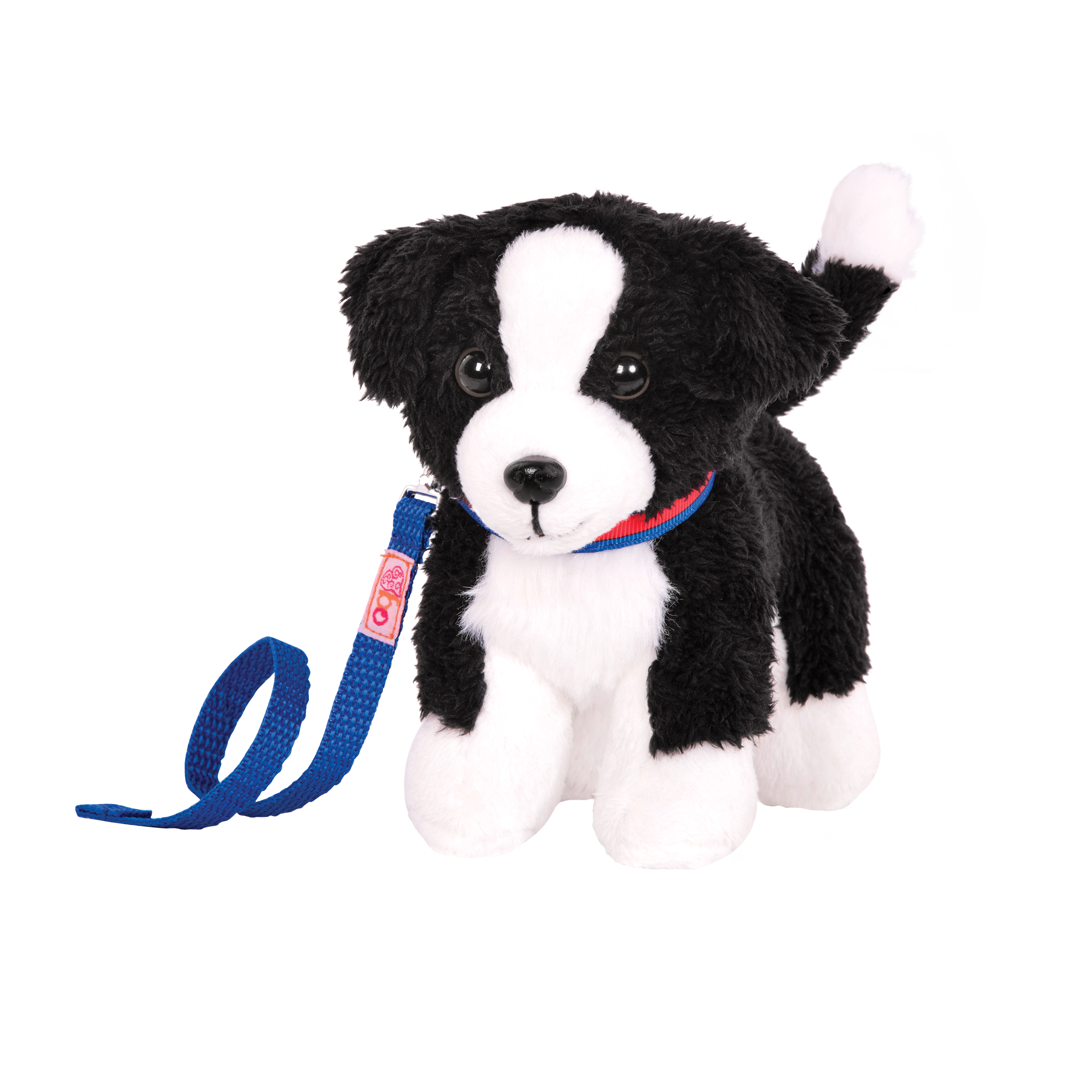 Border Collie Pup