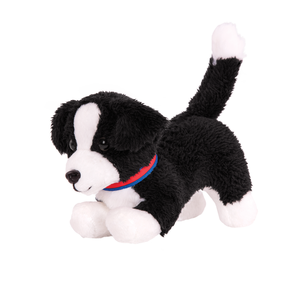 Border Collie Pup
