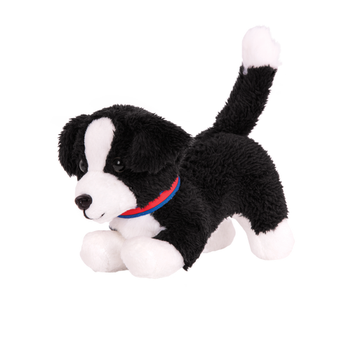 Border Collie Pup