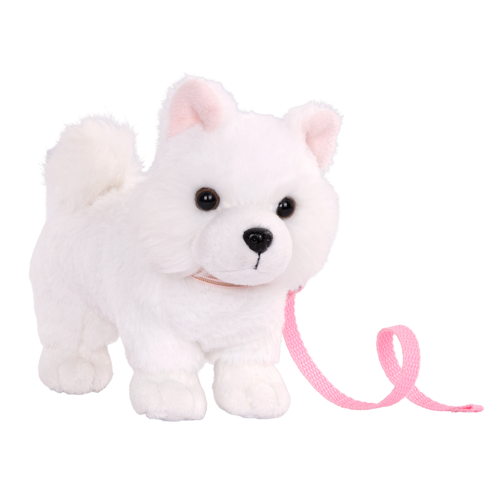 American Eskimo Pup