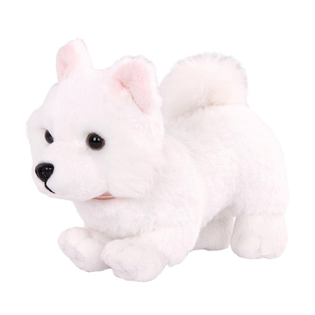 American Eskimo Pup