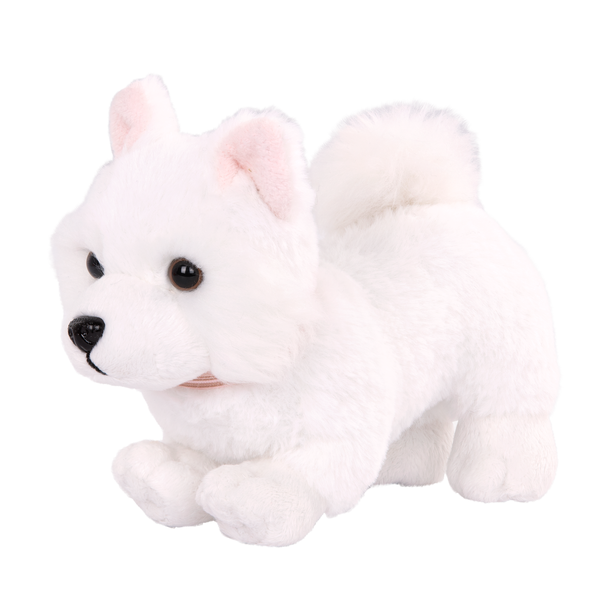 American Eskimo Pup