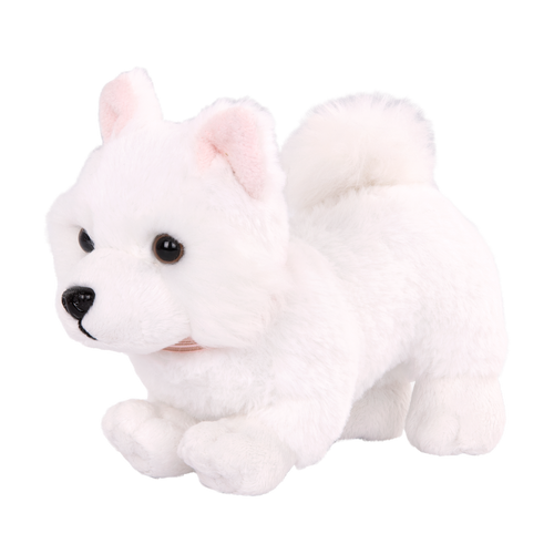 American Eskimo Pup