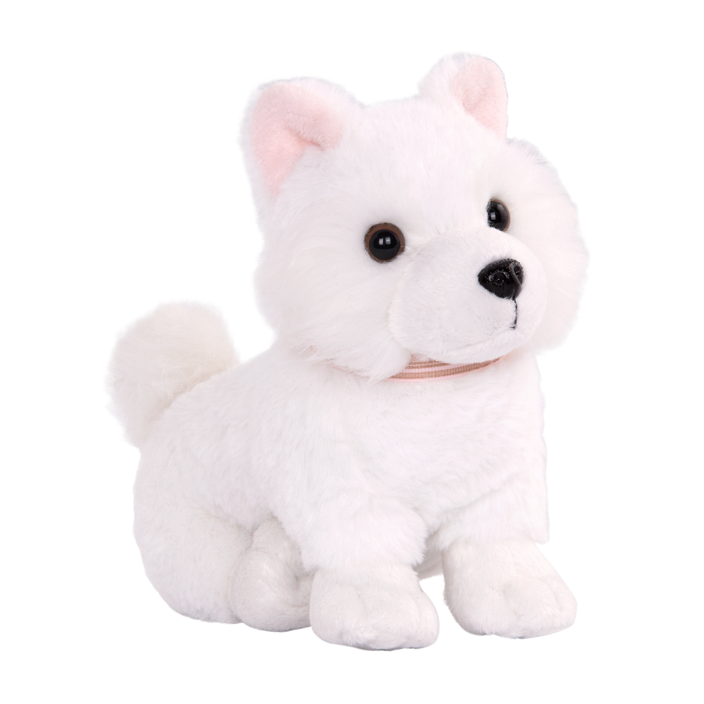 American Eskimo Pup